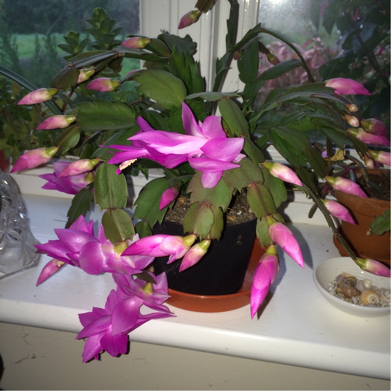 Plant image Schlumbergera truncata Vila Velha Brazil