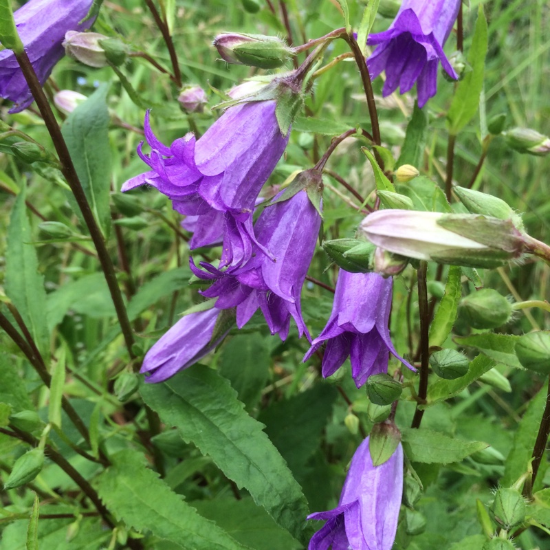 plant image 141669