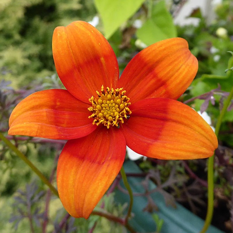 Plant image Bidens 'Hawaiian Flare Orange Drop'