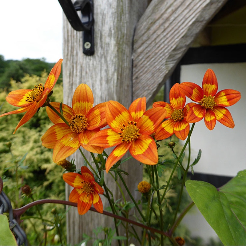 Plant image Bidens triplinervia Hawaiian Flare series 'Orange Yellow Blush'