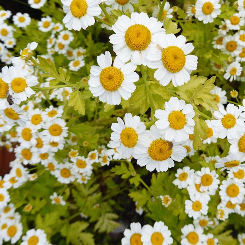 Tanacetum parthenium 'Aureum'
