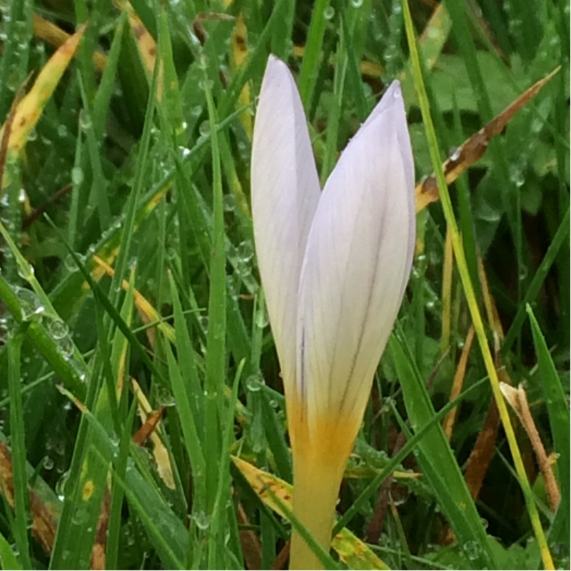 plant image 14401