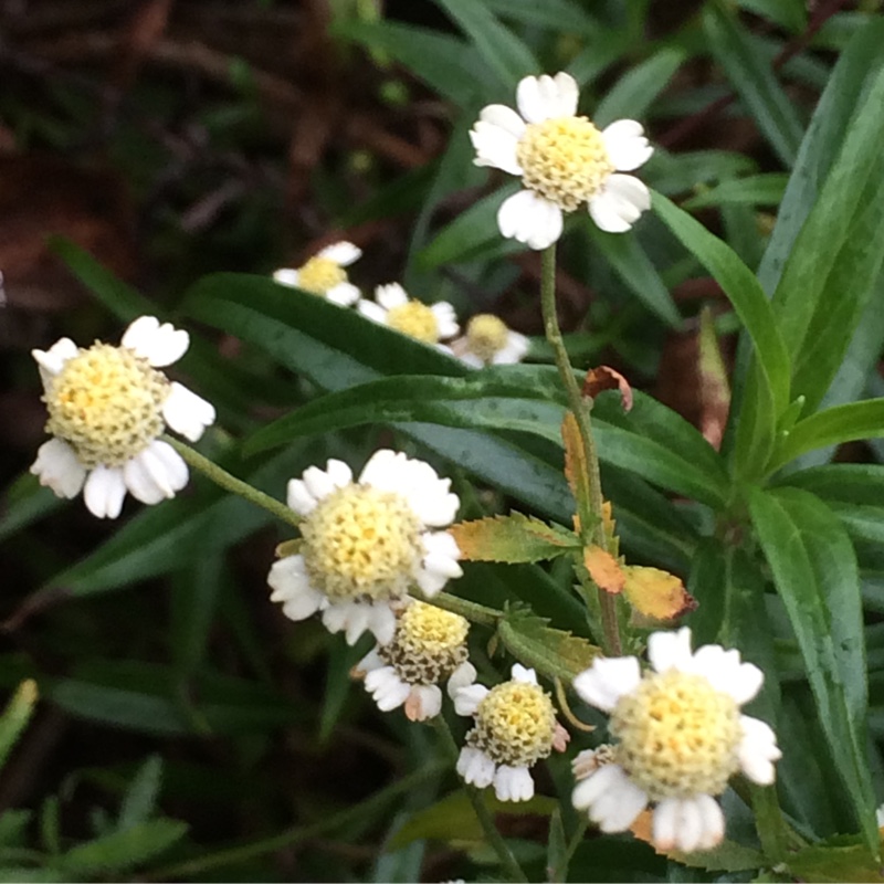 plant image 14404