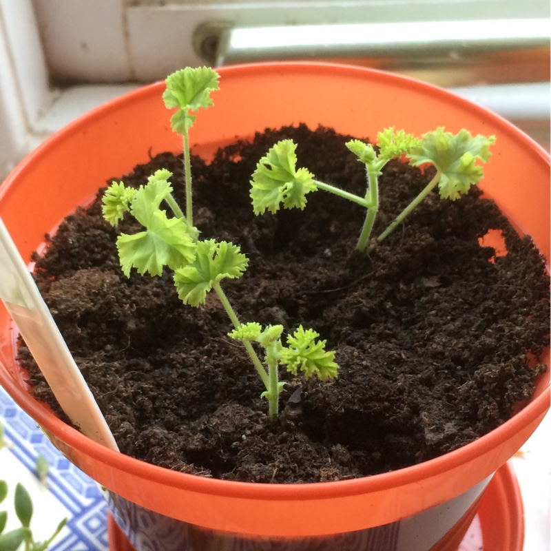 plant image 14566