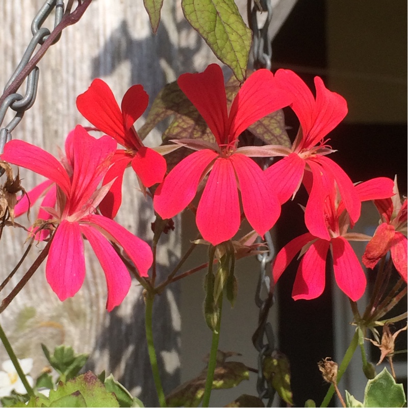 plant image 147681