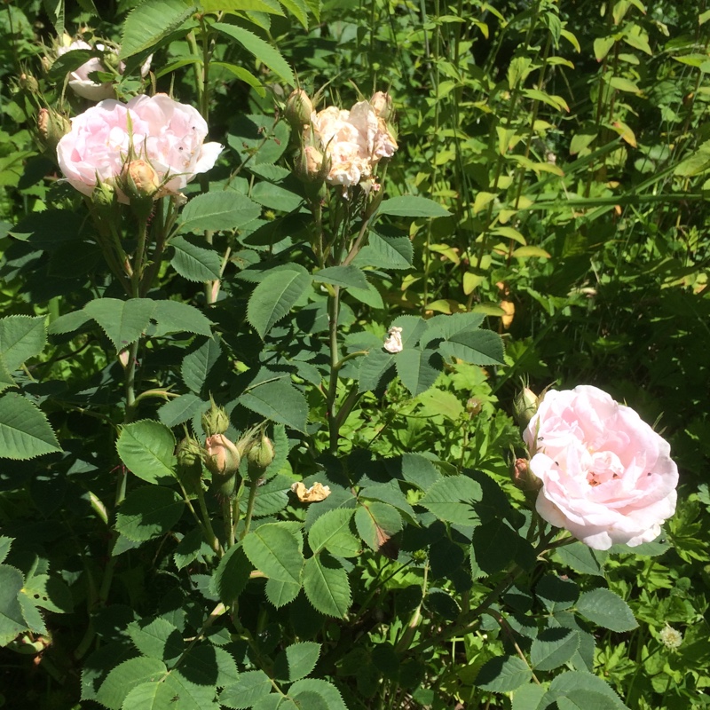 plant image 148856