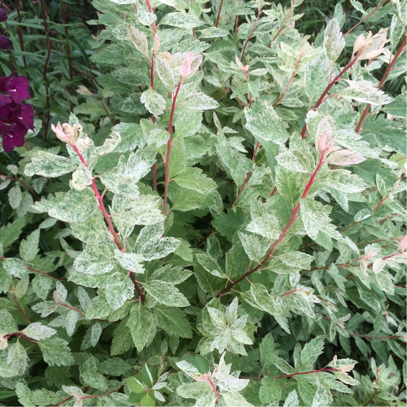Spiraea x vanhouttei 'Pink Ice'