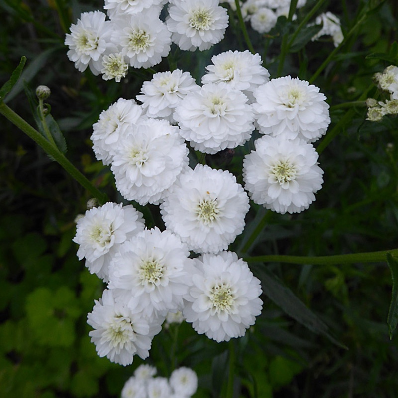 plant image 155635 plant image 155635