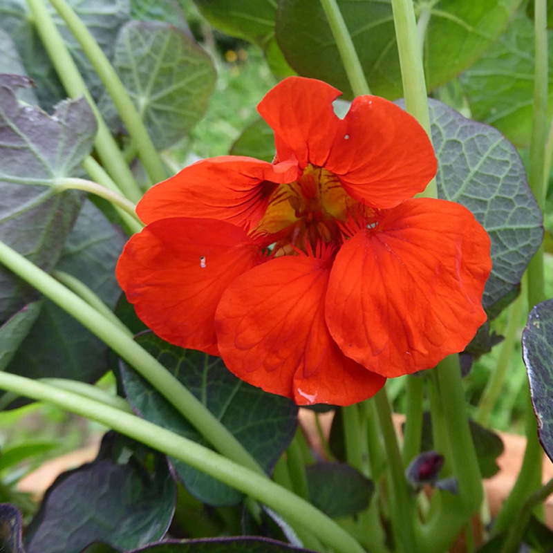 Plant image Tropaeolum majus 'Princess of India'