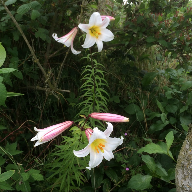 plant image 157103 plant image 157103