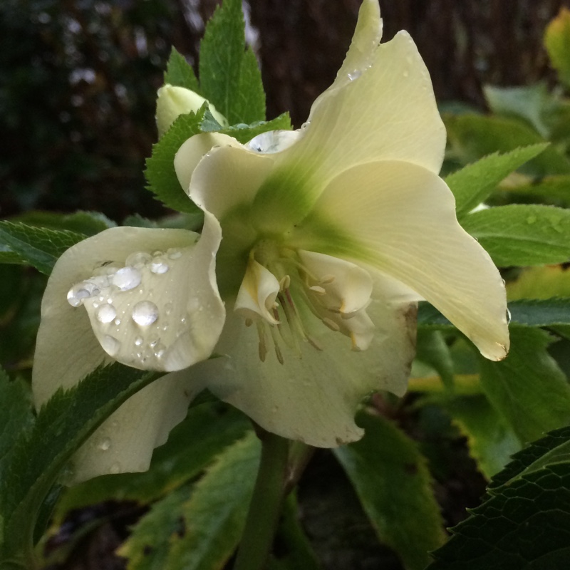 Helleborus x hybridus 'Credale Strain', Hellebore 'Credale Strain ...