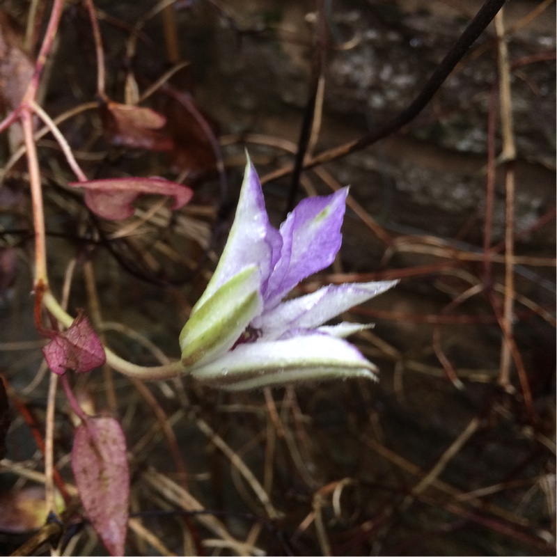 plant image 15931