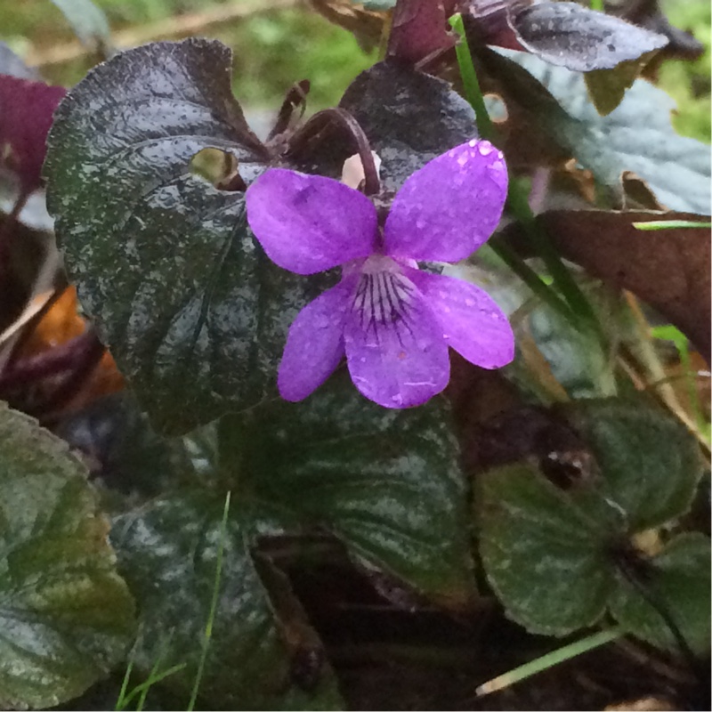 Plant image Viola riviniana 'Purpurea'