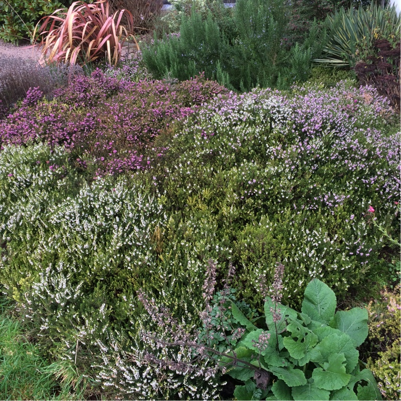 Plant image Erica carnea