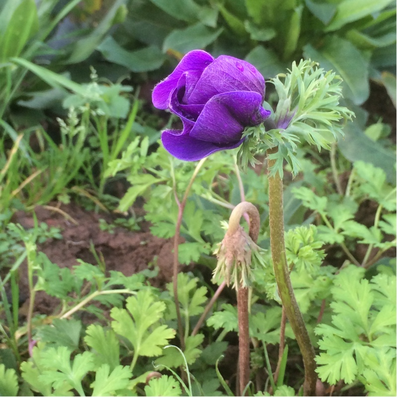 Anemone coronaria de caen 'Mr Fokker'