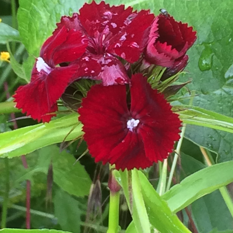 Plant image Dianthus barbatus 'Sweet™ Black Cherry'
