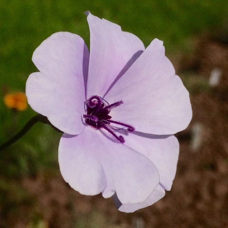plant image 164616 plant image 164616