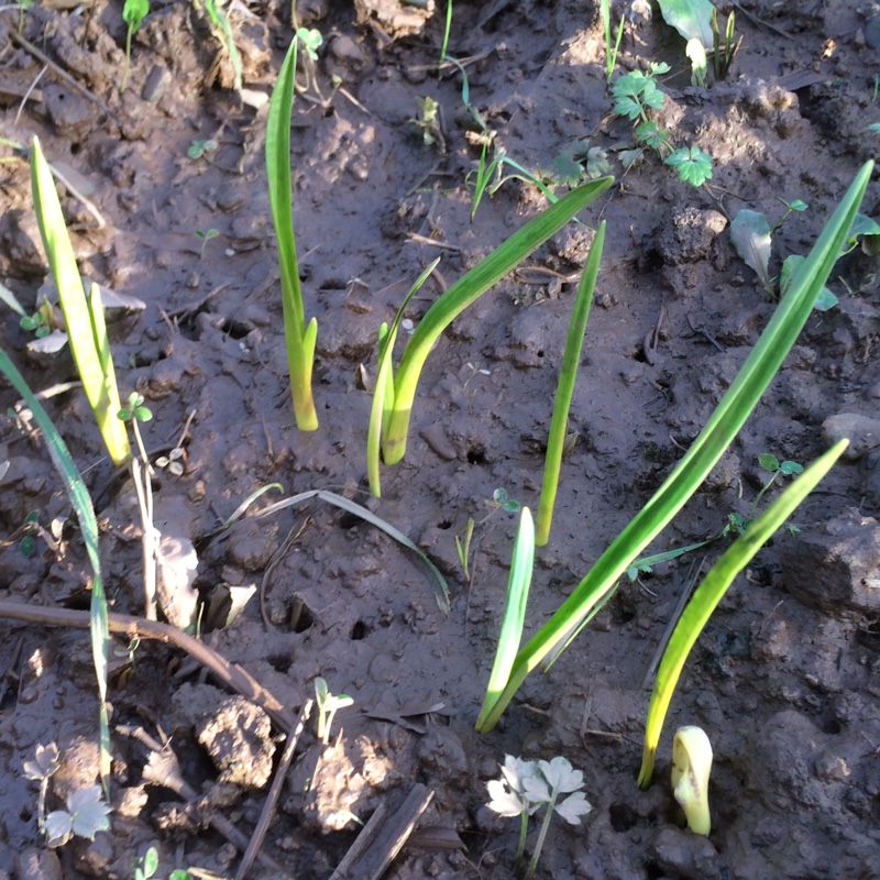 Plant image Allium sativum