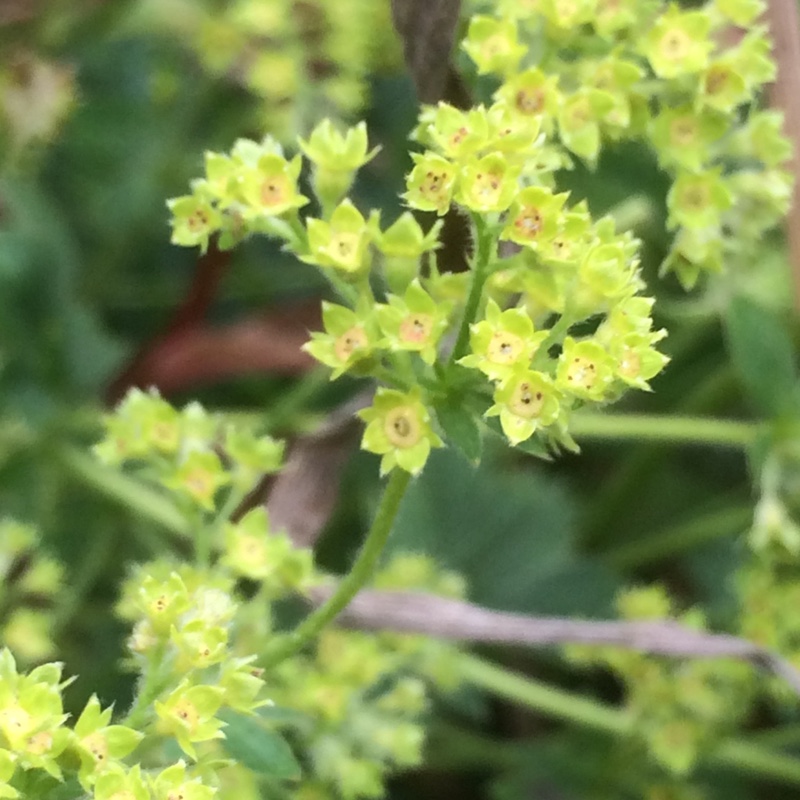Alchemilla caucasica