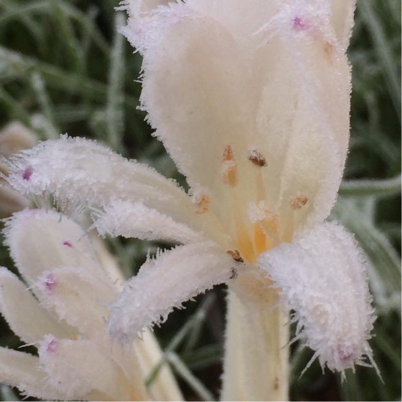 plant image 17341