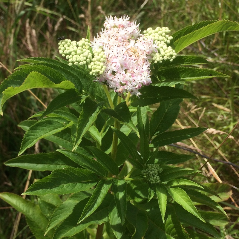 plant image 173942