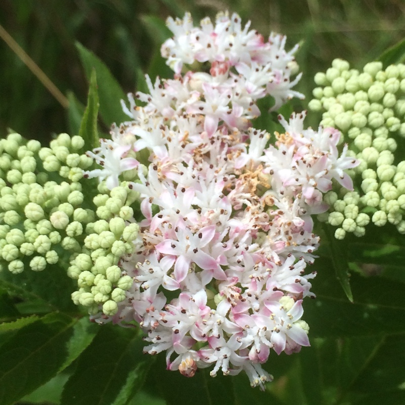 plant image 173943