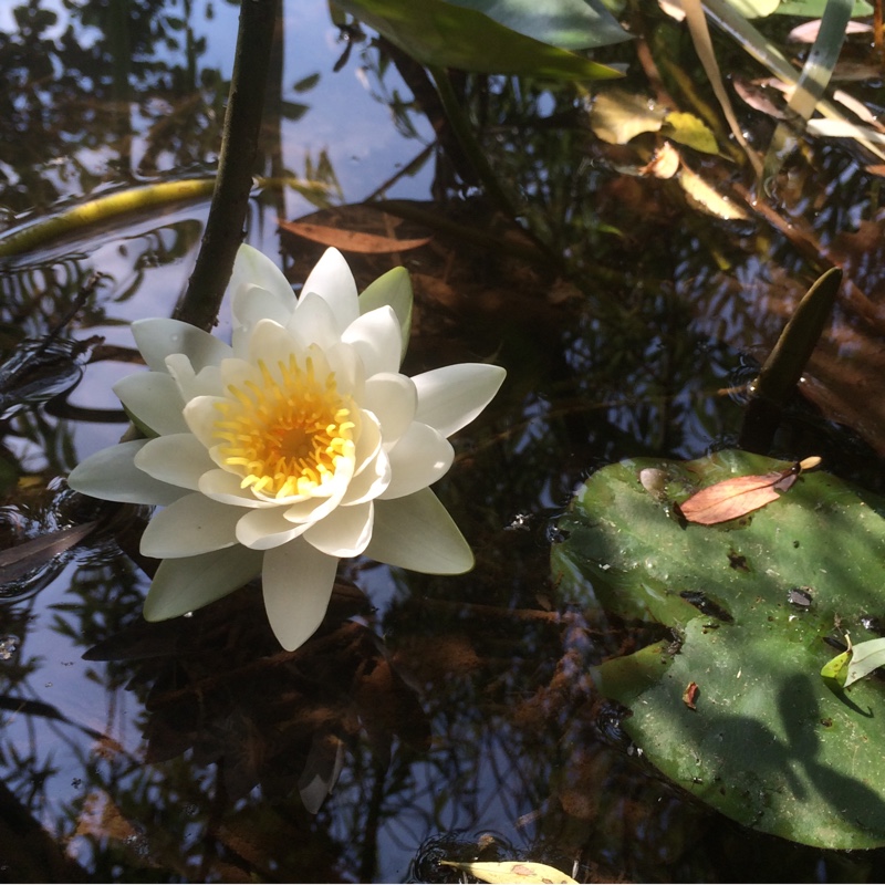 Nymphaea 'Alba'