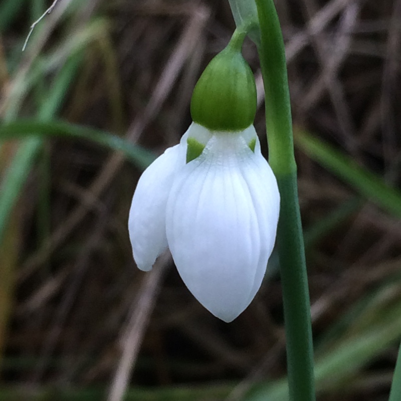 plant image 17495 plant image 17495