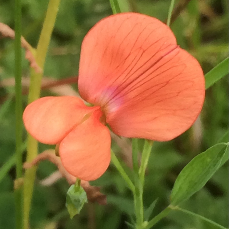 plant image 175415