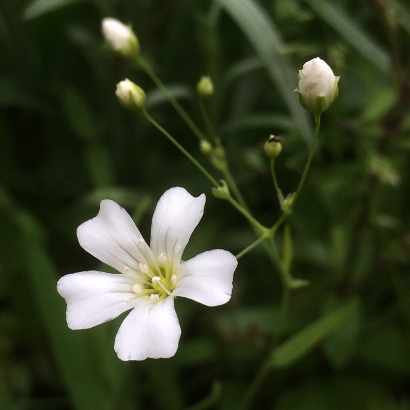 Plant image Gypsophila elegans