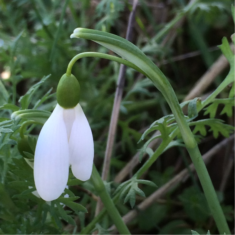 Plant image Galanthus nivalis 'Magnet'