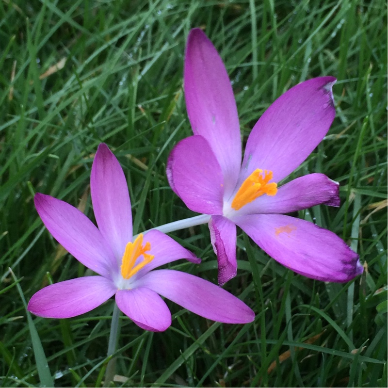 plant image 17823