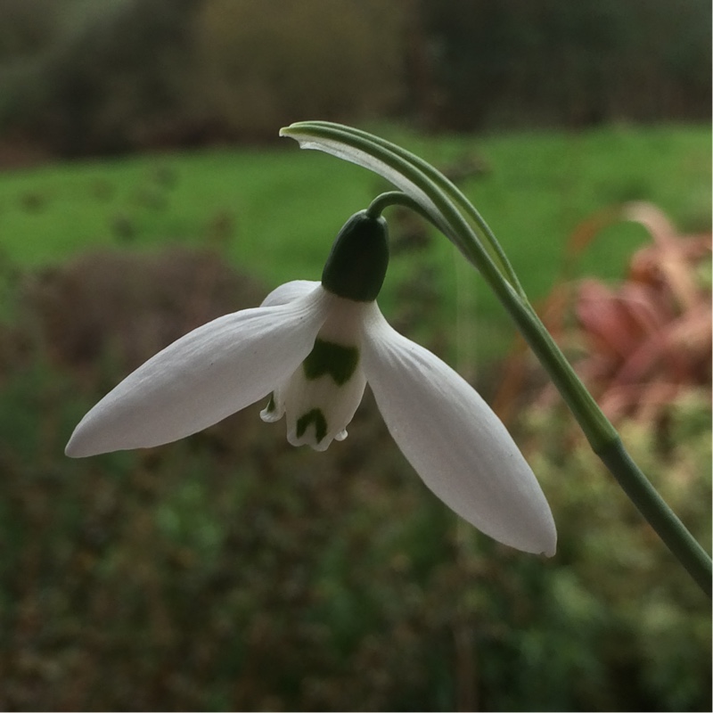 plant image 17828 plant image 17828
