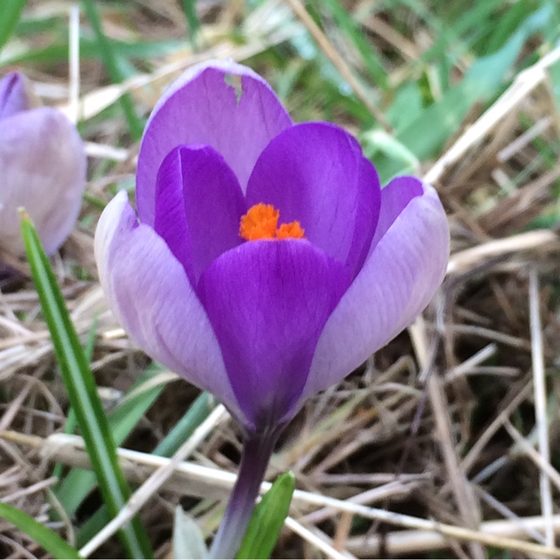 Plant image Crocus vernus