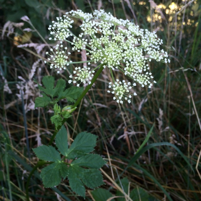 plant image 178835