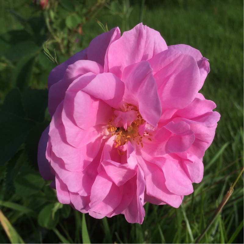 Rosa x damascena var. semperflorens