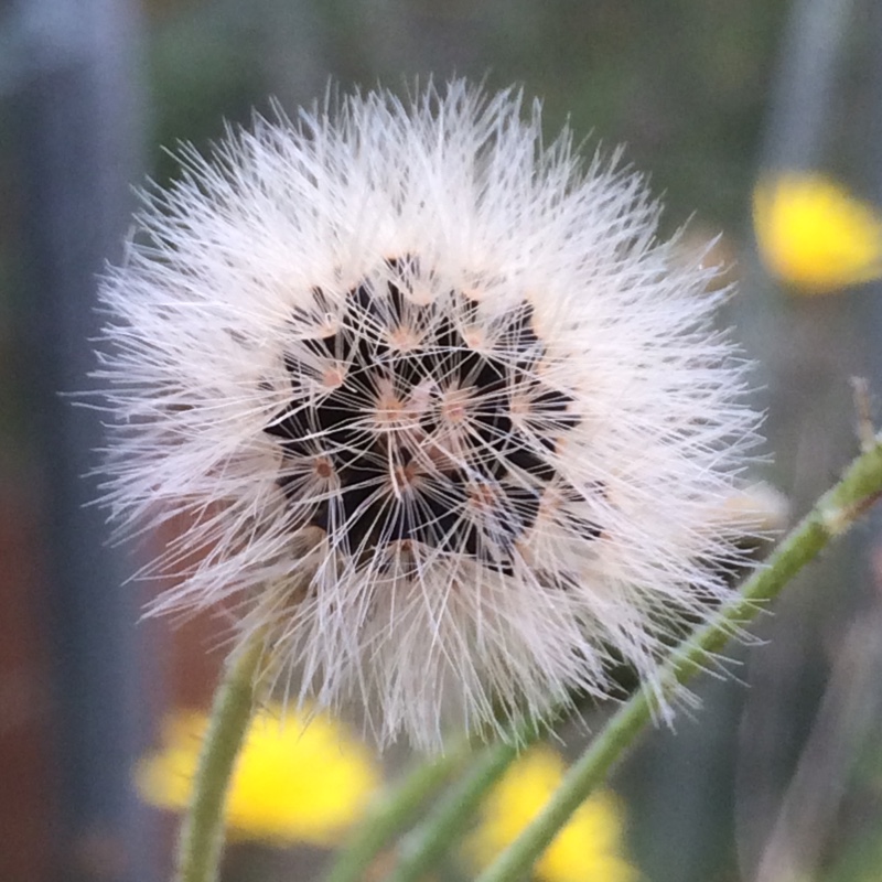 Plant image Hieracium scotostictum