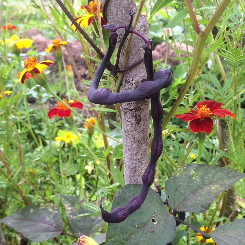 plant image 180333