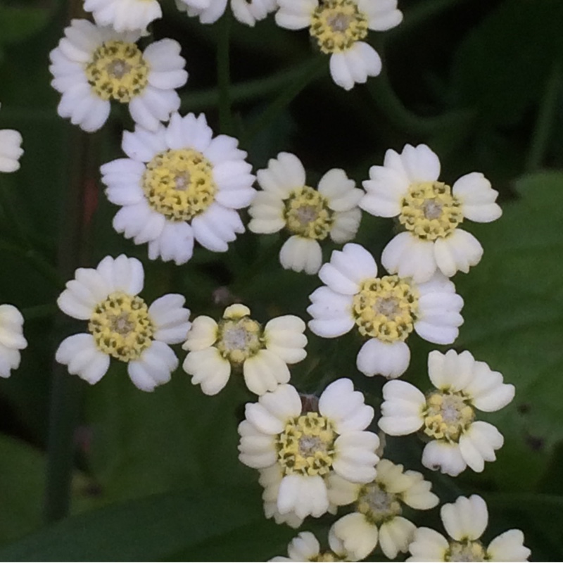 plant image 180374