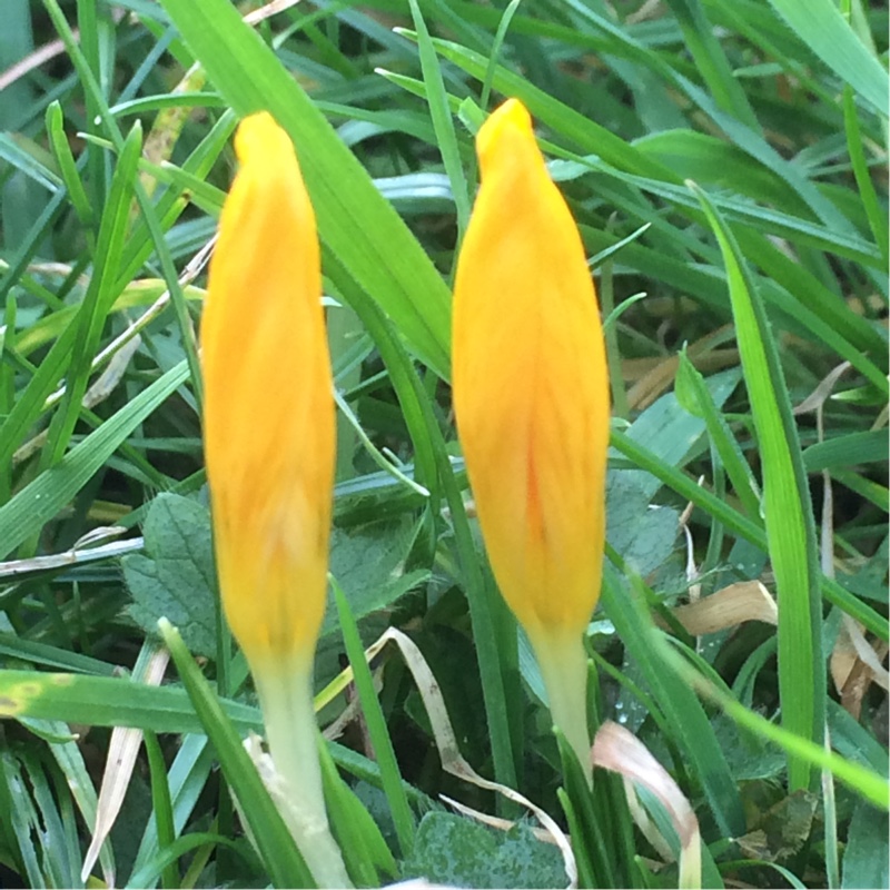 Plant image Crocus flavus subsp. flavus