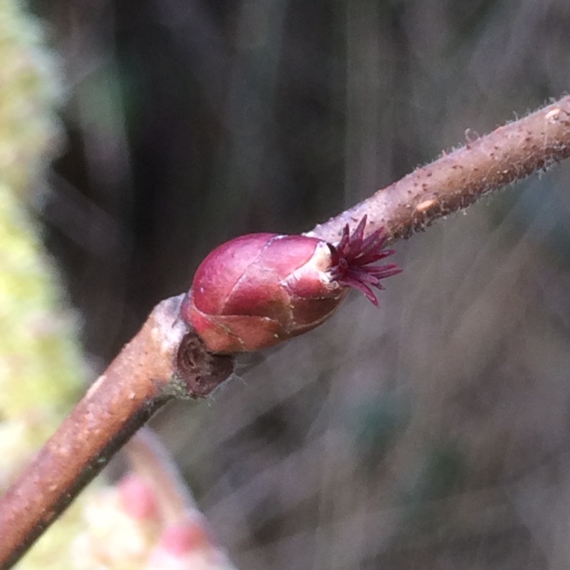 plant image 18299