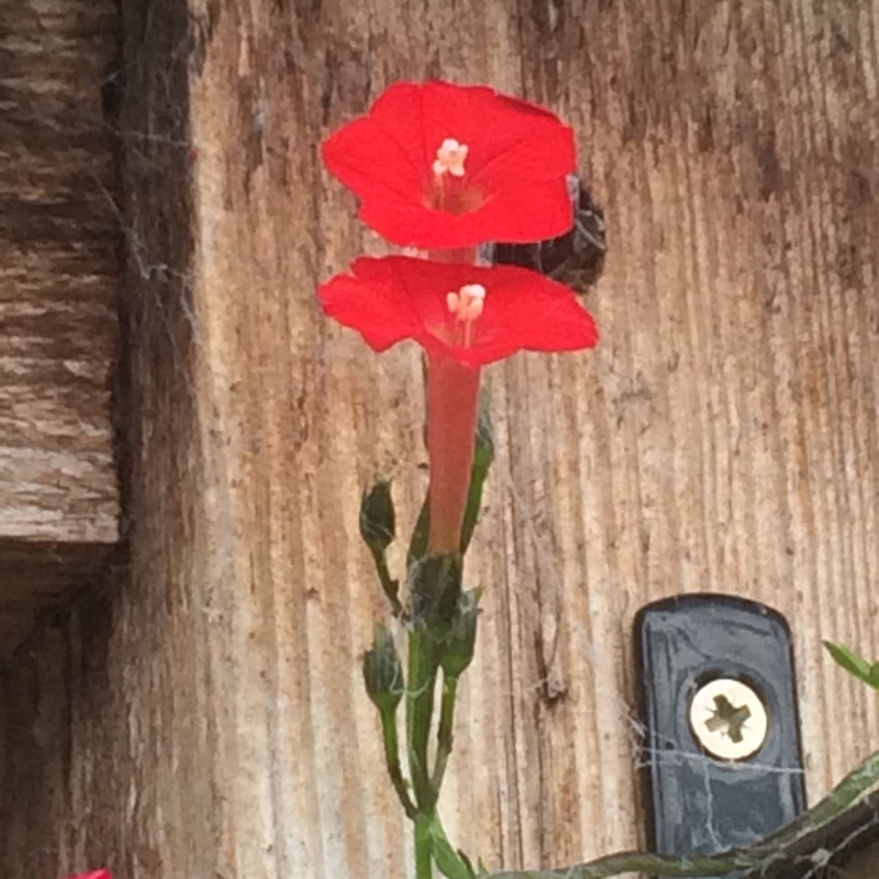 Ipomoea x multifida