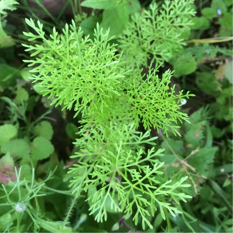 Plant image Ammi visnaga
