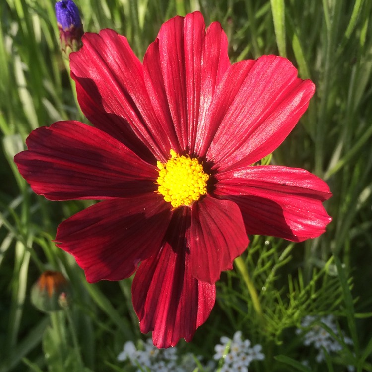plant image 188372