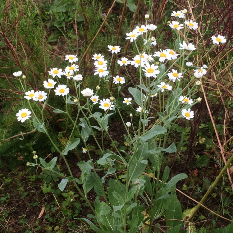 Plant image Tanacetum balsamita subsp. balsamitoides