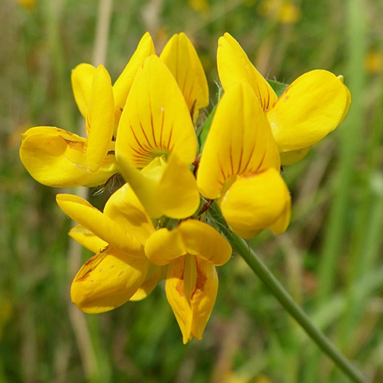 Plant image Lotus corniculatus