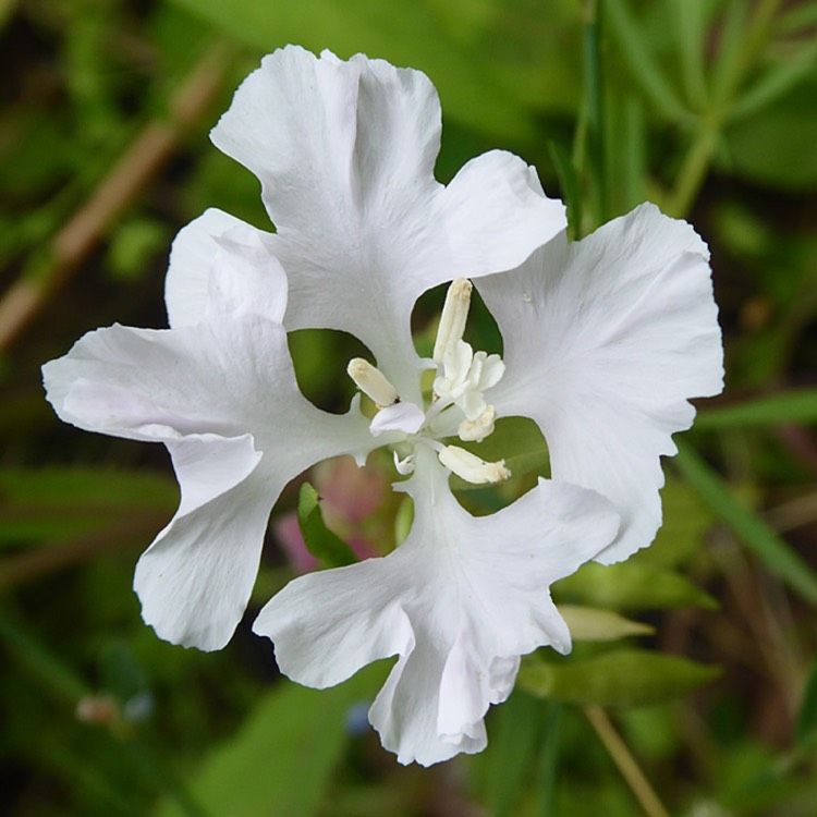 Plant image Clarkia pulchella 'Snowflake'