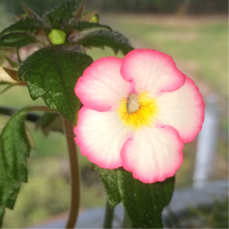 plant image 190977