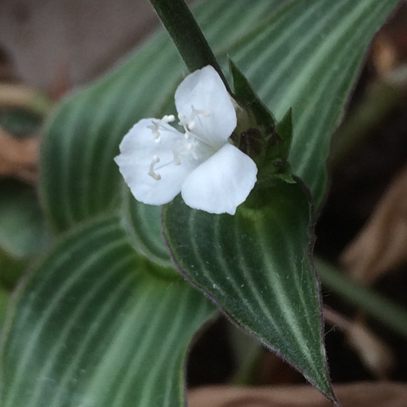 Plant image Callisia elegans