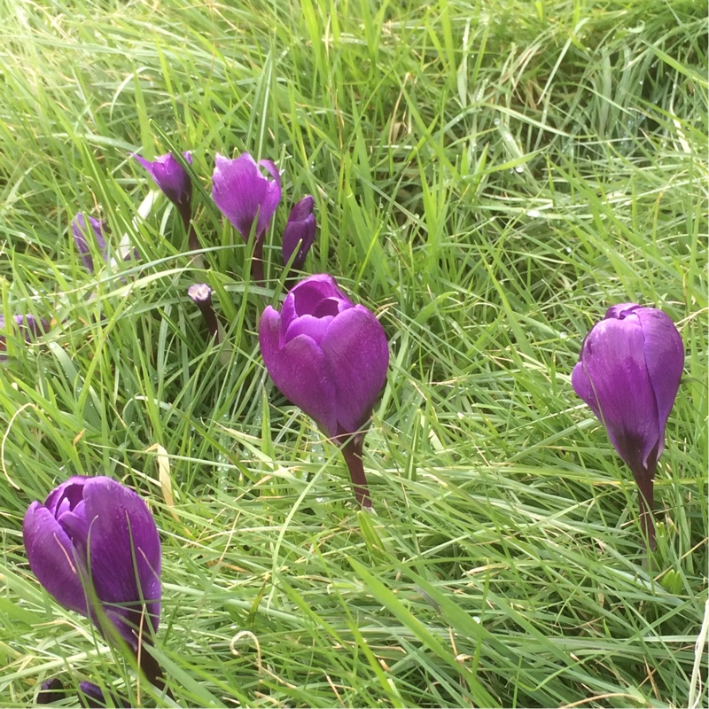 plant image 19468